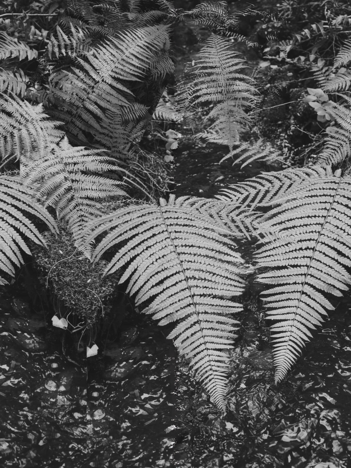 Project X Hot Rollers Flora Set