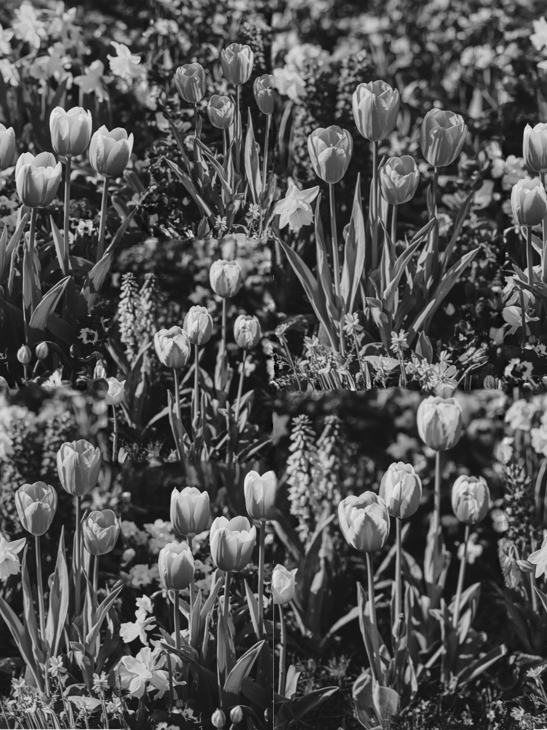 Project X Hot Rollers Flora Set