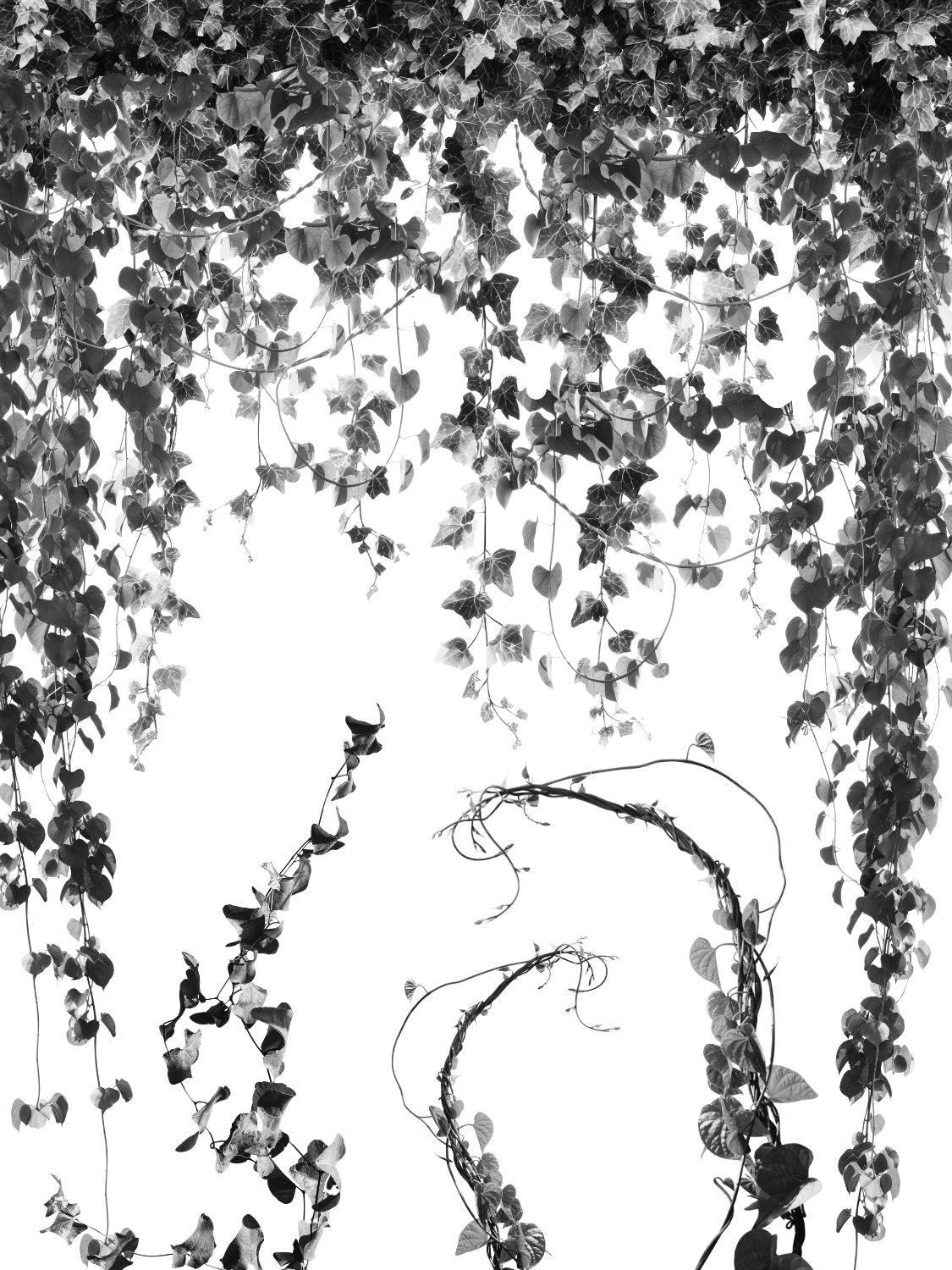 Project X Hot Rollers Flora Set