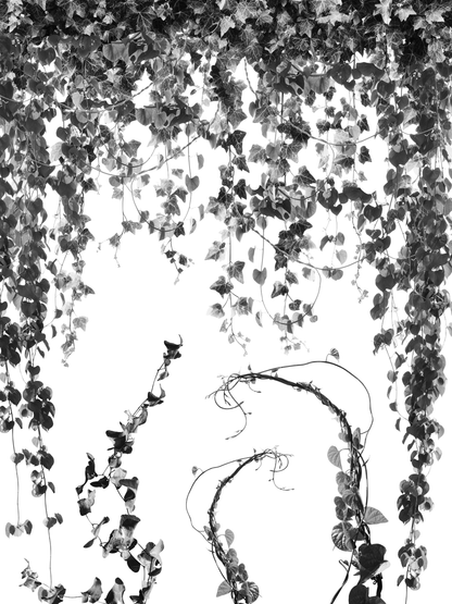 Project X Hot Rollers Flora Set