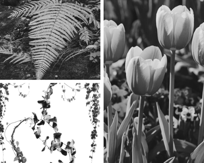 Project X Hot Rollers Flora Set