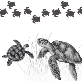 Project X Hot Rollers Turtles