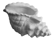 Load image into Gallery viewer, Conch Shell