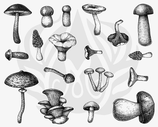 Mushroom Silkscreen
